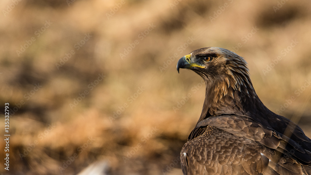 Golden Eagle Golden Eagle