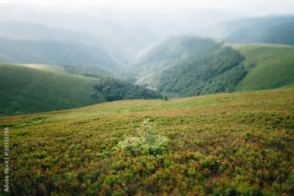 Fototapeta premium ukrainian carpathian mountains. Beautiful mountain landscape.