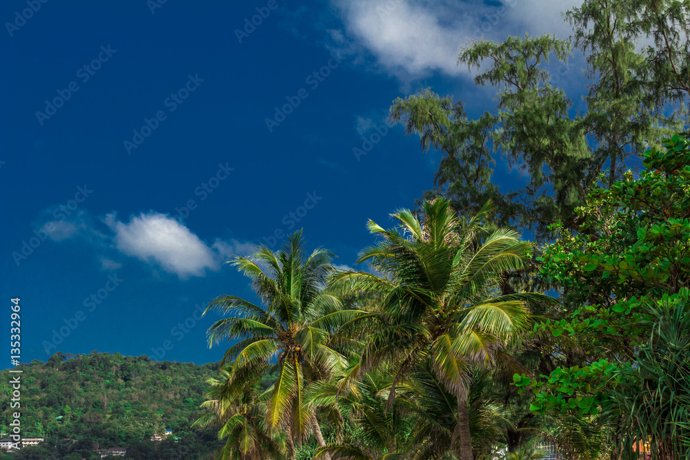 Large branched tree Large branched tree