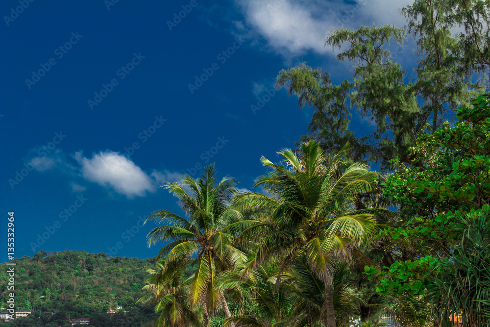 Large branched tree