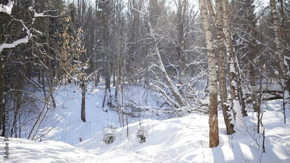 Winter forest and sun 
