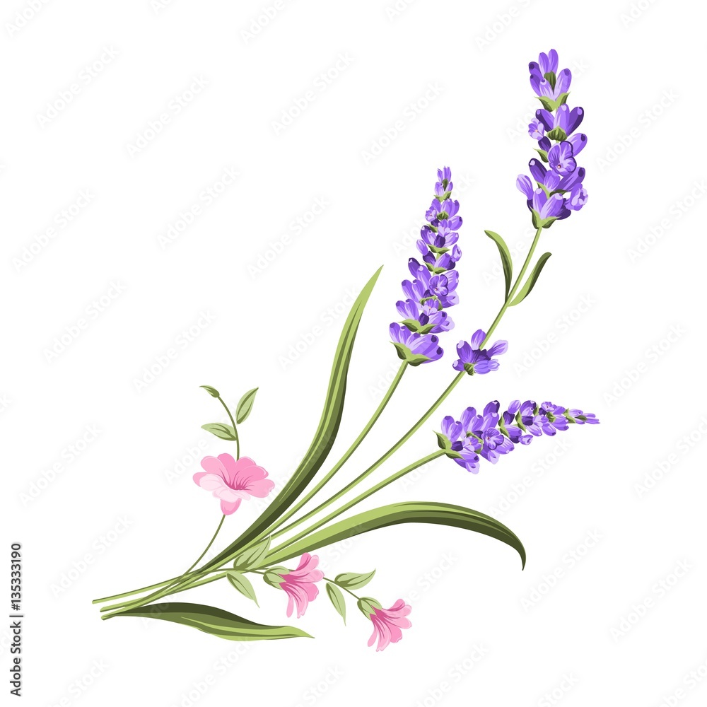 Naklejka premium Bunch of lavender flowers on a white background.Botanical illustration. Vintage style. Making gifts of paper and textiles. Vector illustration.