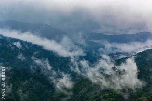 Trees in the fog and clouds