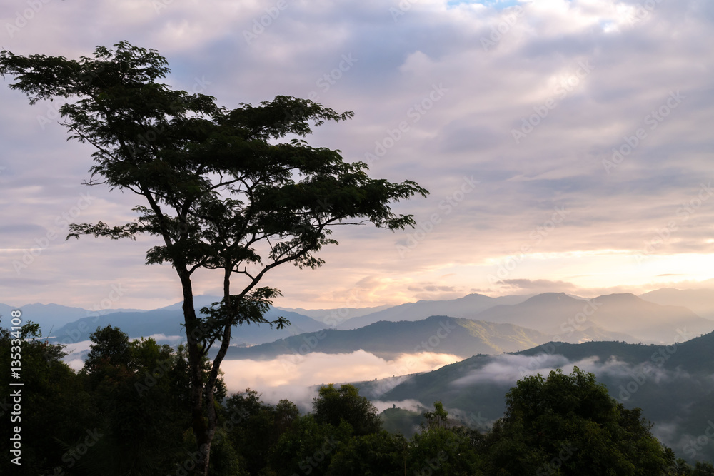 Obraz premium The tree with a single.