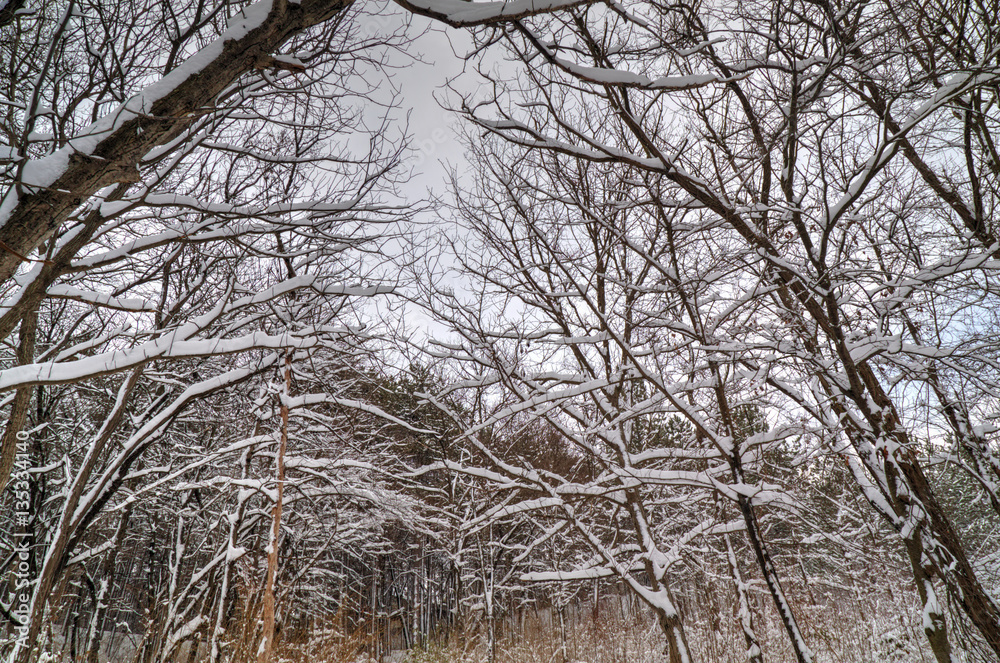 Beautiful winter landscape with trees covered with snow Beautiful winter landscape with trees covered with snow