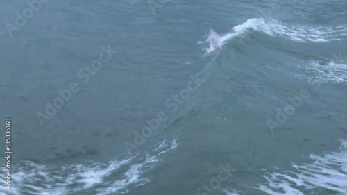 Commerson's dolphin (Cephalorhynchus commersonii) in Magellan Strait, Chile photo