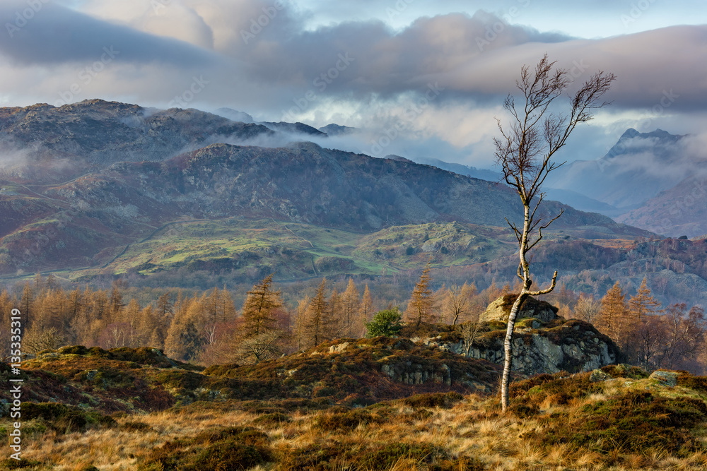 Bare Birch Tree with dramatic hill fog over Lake District mountains in background. Bare Birch Tree with dramatic hill fog over Lake District mountains in background.