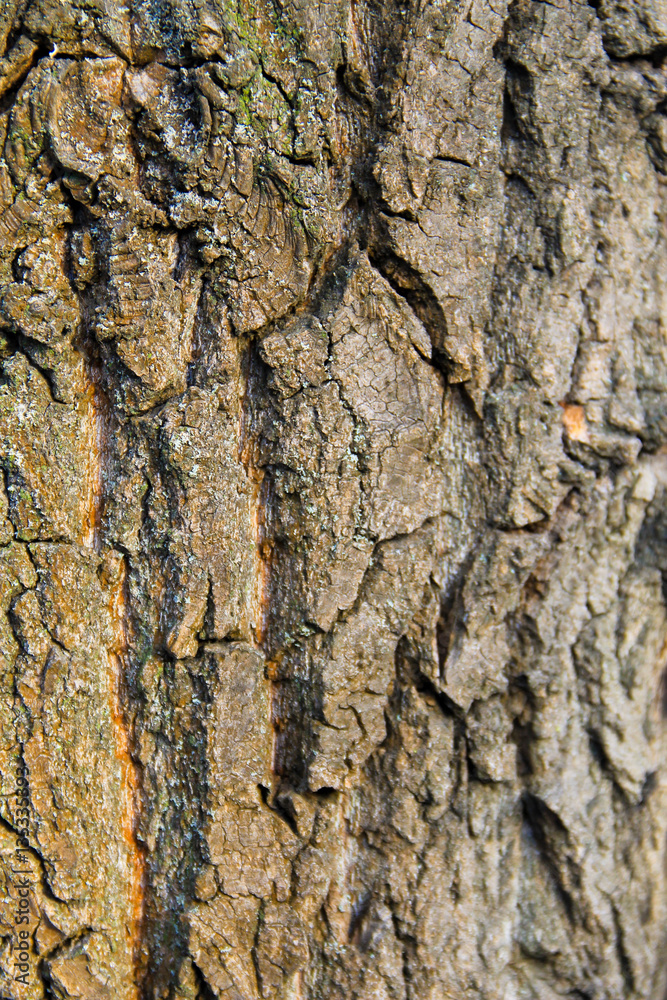 Tree bark texture. Wood background Tree bark texture. Wood background