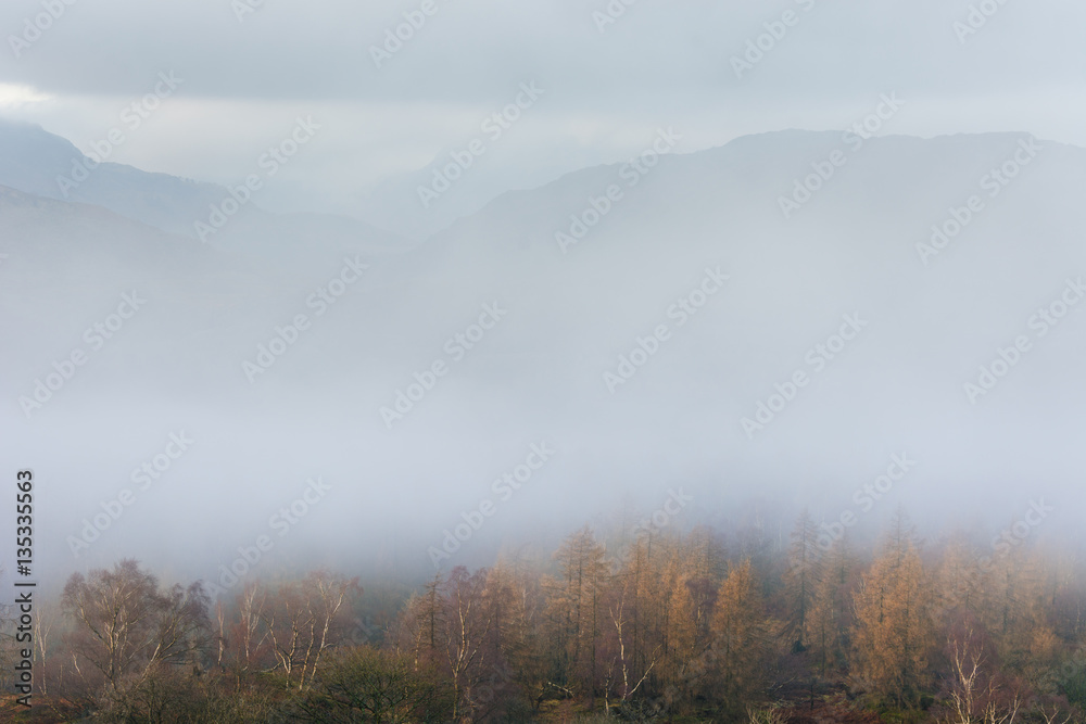 Lake District valley covered in fog with Birch Tree's in foreground and mountains just visible in background.