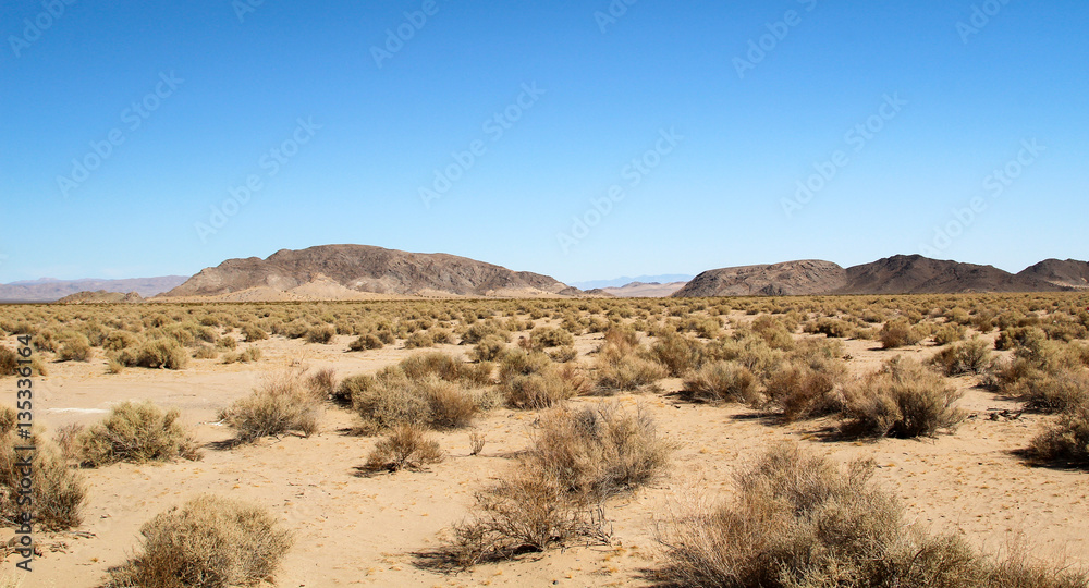 Wüste Mojave, USA, Nevada, Natur