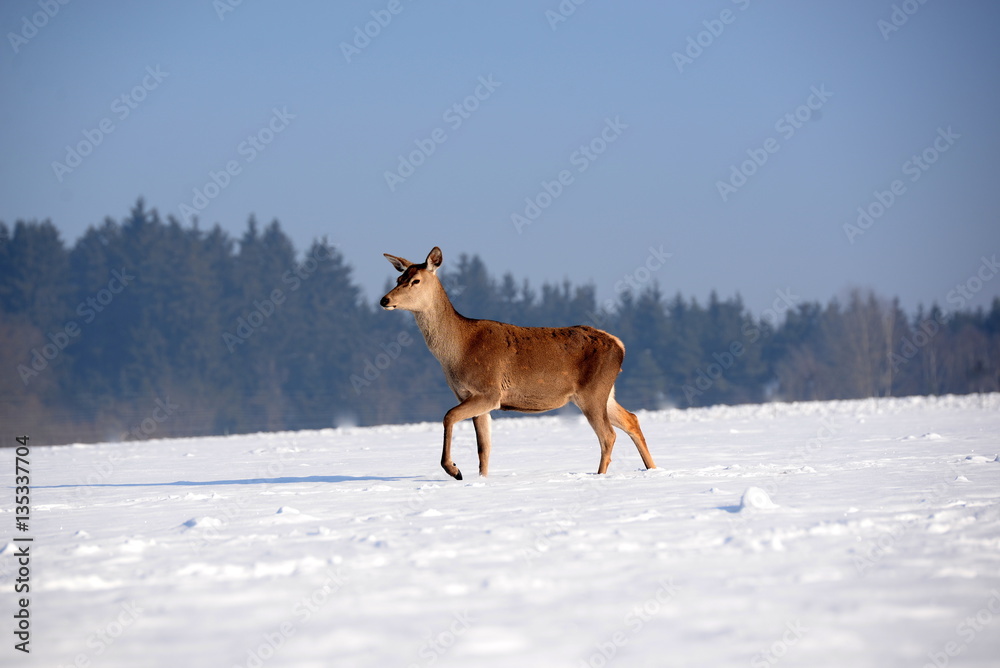 Obraz premium walking on sunshine, female deer walking through snowy landscape
