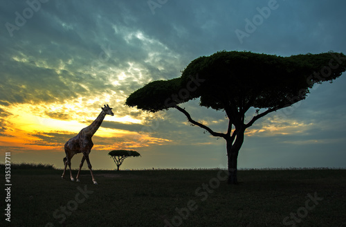 Canvas Print Silhouette of African safari scene with animals