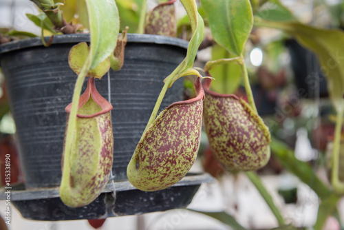 Catch bag of the tropical insectivorous plant, Nepenthes photo