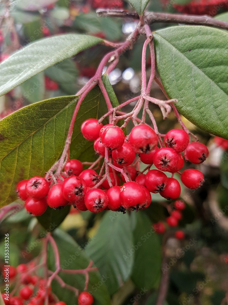 Red berries on the background of green leafs Red berries on the background of green leafs