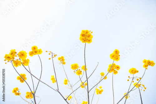 Fototapeta Naklejka Na Ścianę i Meble -  Yellow cotton flowers, Silk Cotton flowers, Tree beautiful in sk