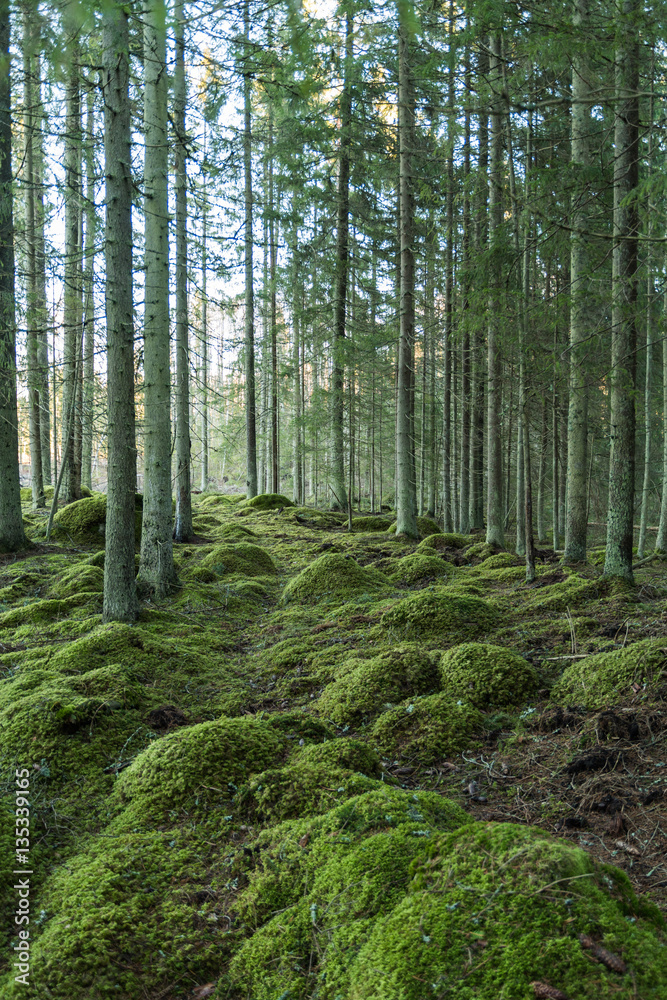 Obraz premium Green forest environment