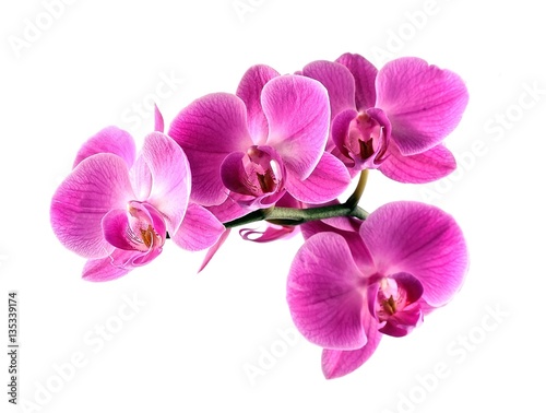 Fototapeta Naklejka Na Ścianę i Meble -  Pink orchid flower.