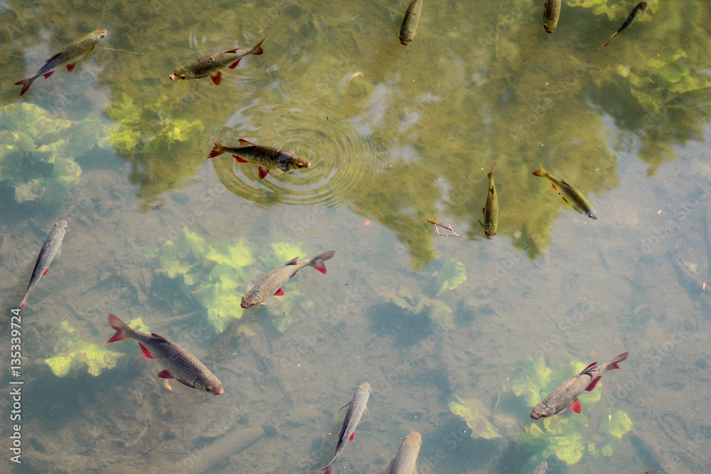 42+ Was Fressen Rotfedern Im Teich, Rotfedern sind sehr gesellig und