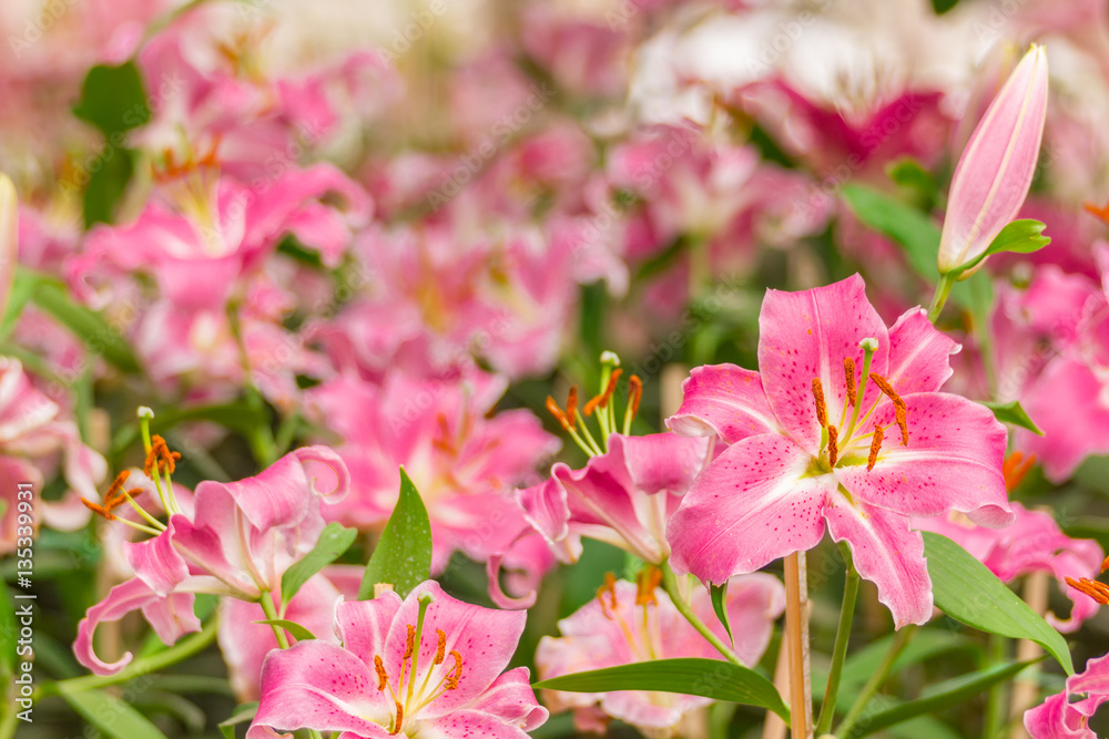 pink Lilly flower in the garden