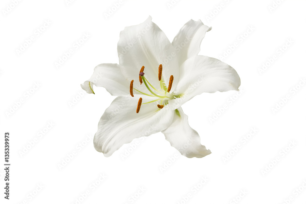 Obraz premium isolated white Lily flower on white background