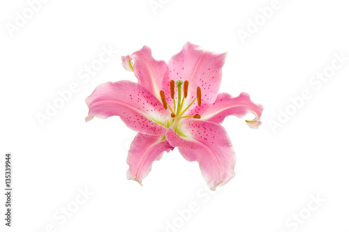 isolated pink Lily flower on white background