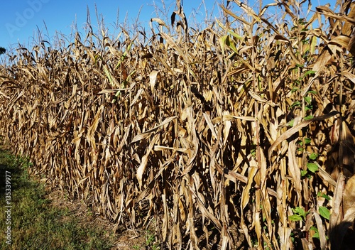 Brown corn stalks in the fall