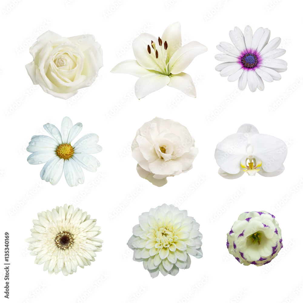 40 Types of White Flowers 