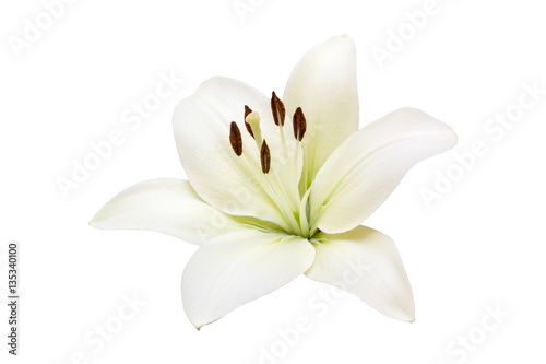 isolated white Lily flower on white background