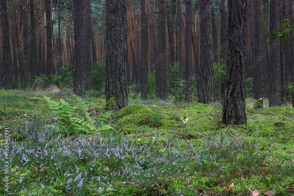Fototapeta premium Wrzosowy las 4