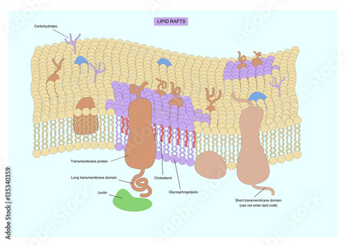 structure of lipid rafts