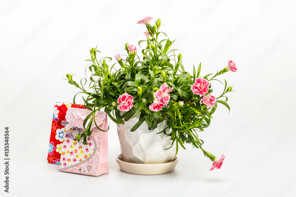 Carnation flowers in a pot and gift boxes on white background Carnation flowers in a pot and gift boxes on white background