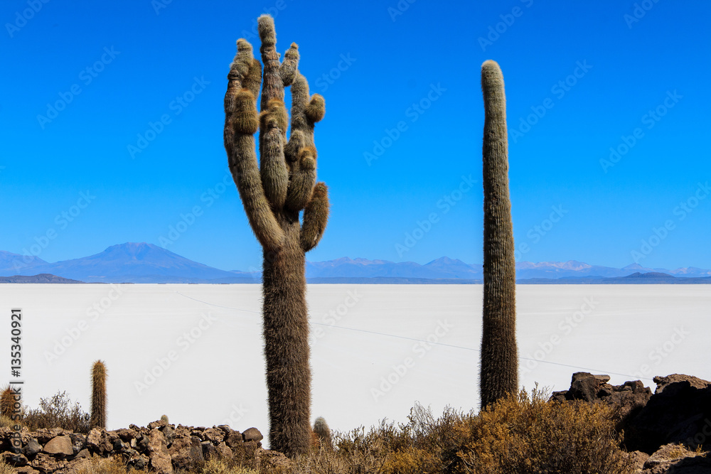 Millenary cactus in the Salar de Uyuni.