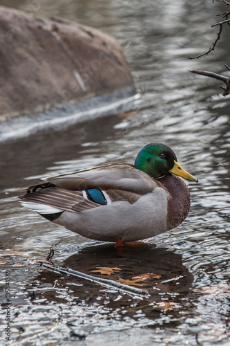 Central Park, duck