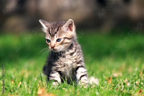 Sad striped kitten sitting on green grass, looking away from the camera