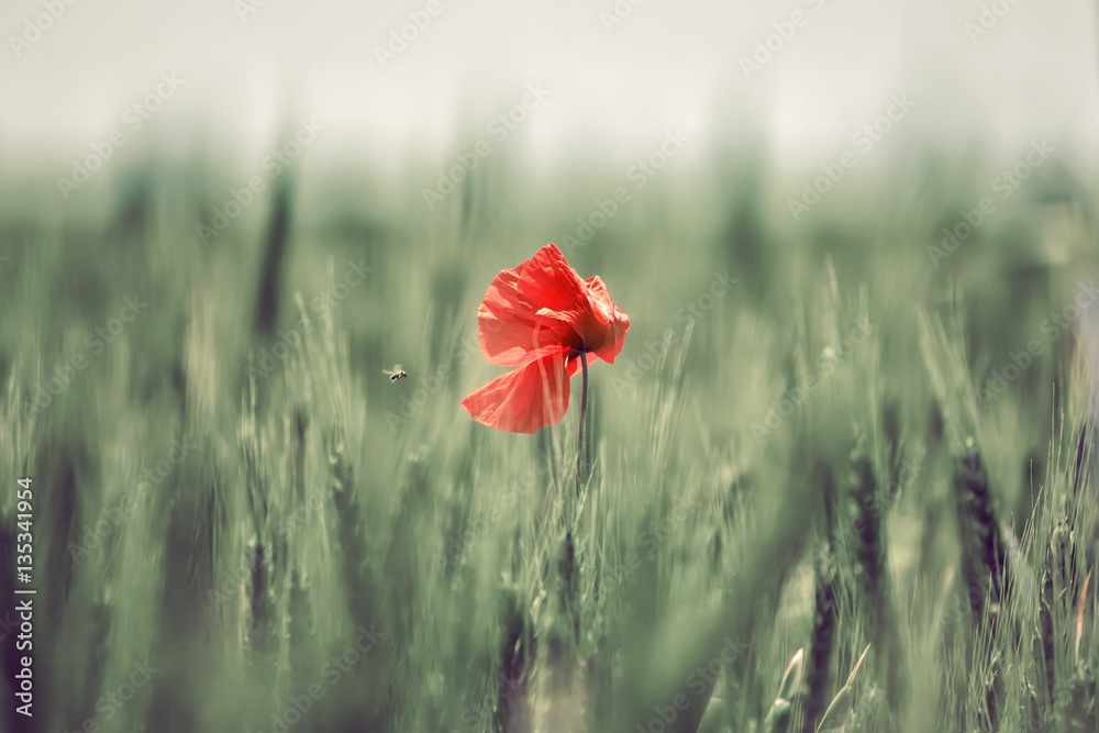 Fototapeta premium Czerwony samotny mak w zielonym polu