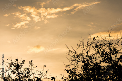 silhouette of trees with warm tone sky background.