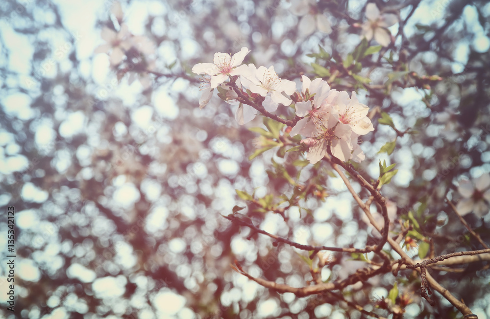 background of spring white cherry blossoms tree background of spring white cherry blossoms tree