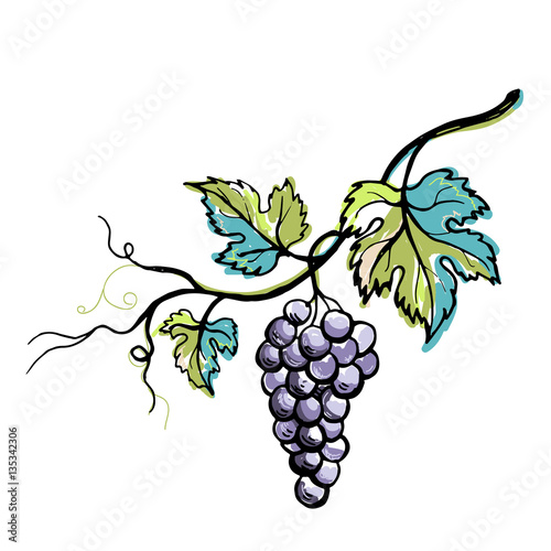 Watercolor ripe grape with leaves isolated on white in graphic style hand-drawn vector illustration.