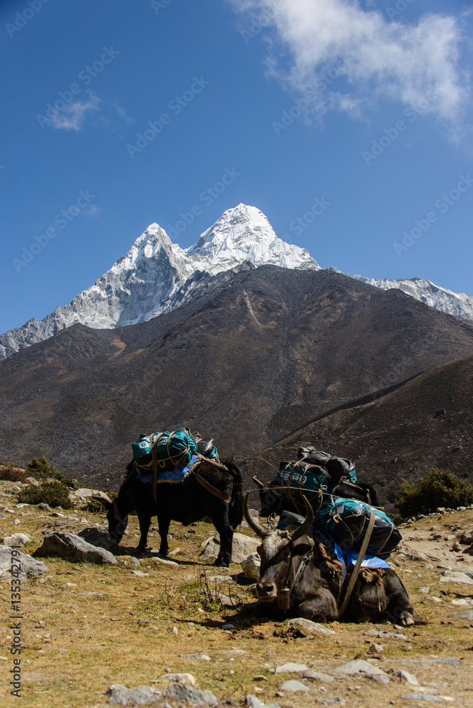 Trekking in Nepal, Himalayas