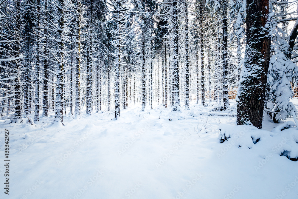 Stark verschneiter Wald Stark verschneiter Wald