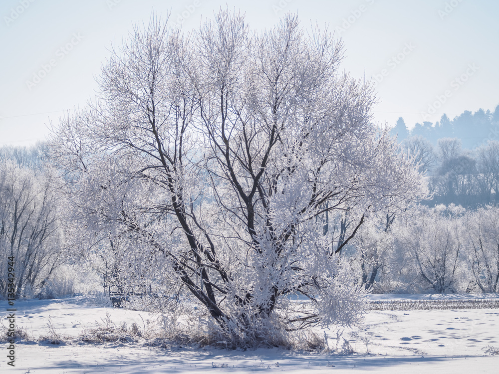 Single tree covered in frost and snow II