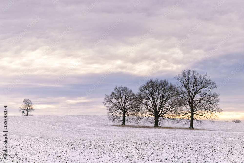 Feldbäume im vereisten Feld, Schleswig-Holstein Feldbäume im vereisten Feld, Schleswig-Holstein