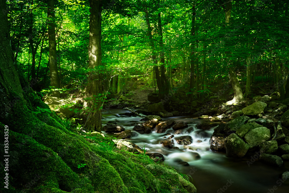 Bemooste Baumwurzel vor idyllischem Wasserfall, Ilsetal, Harz Bemooste Baumwurzel vor idyllischem Wasserfall, Ilsetal, Harz