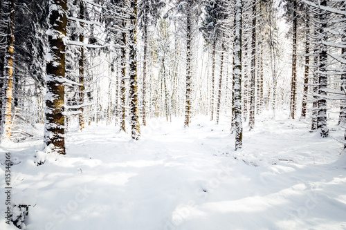 Schnee weißerr Winterwald