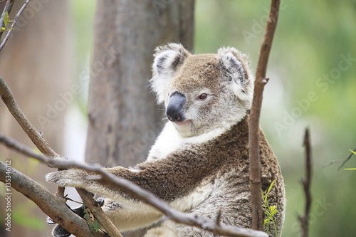 Koala in a tree