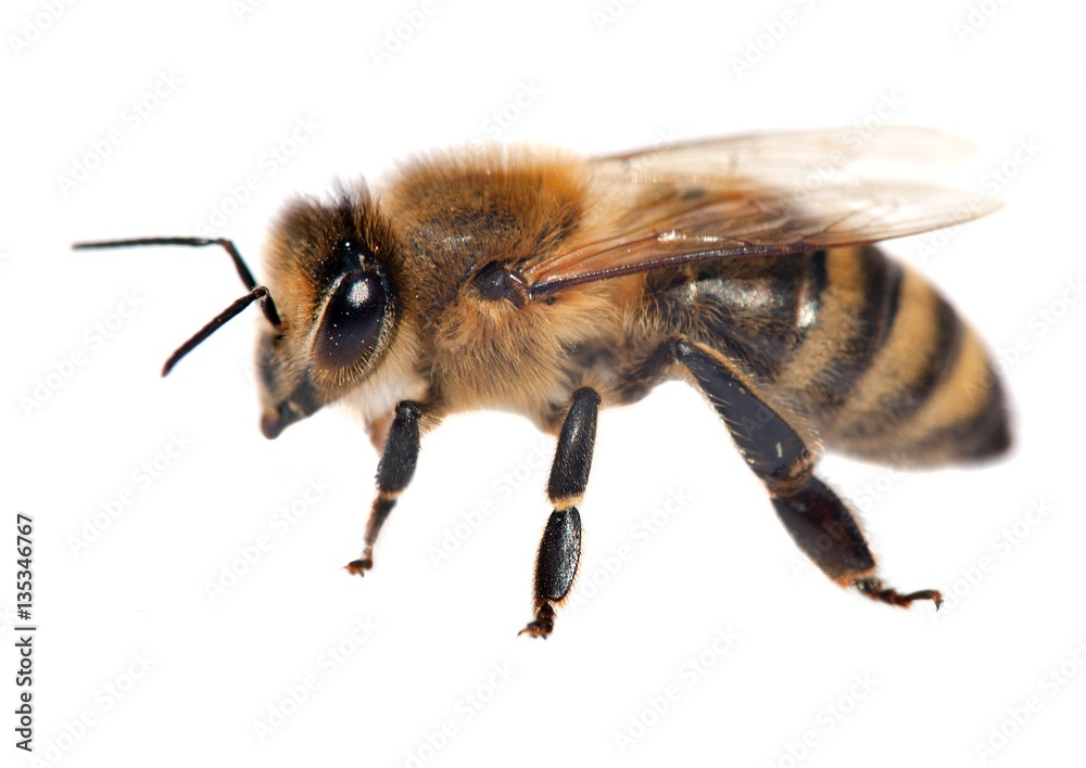 detail of bee or honeybee , Apis Mellifera detail of bee or honeybee , Apis Mellifera