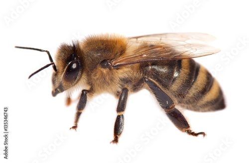 detail of bee or honeybee , Apis Mellifera © Daniel Prudek