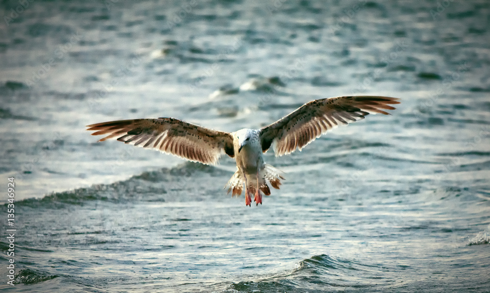 Fototapeta premium Seagull flying over the sea with waves on a background