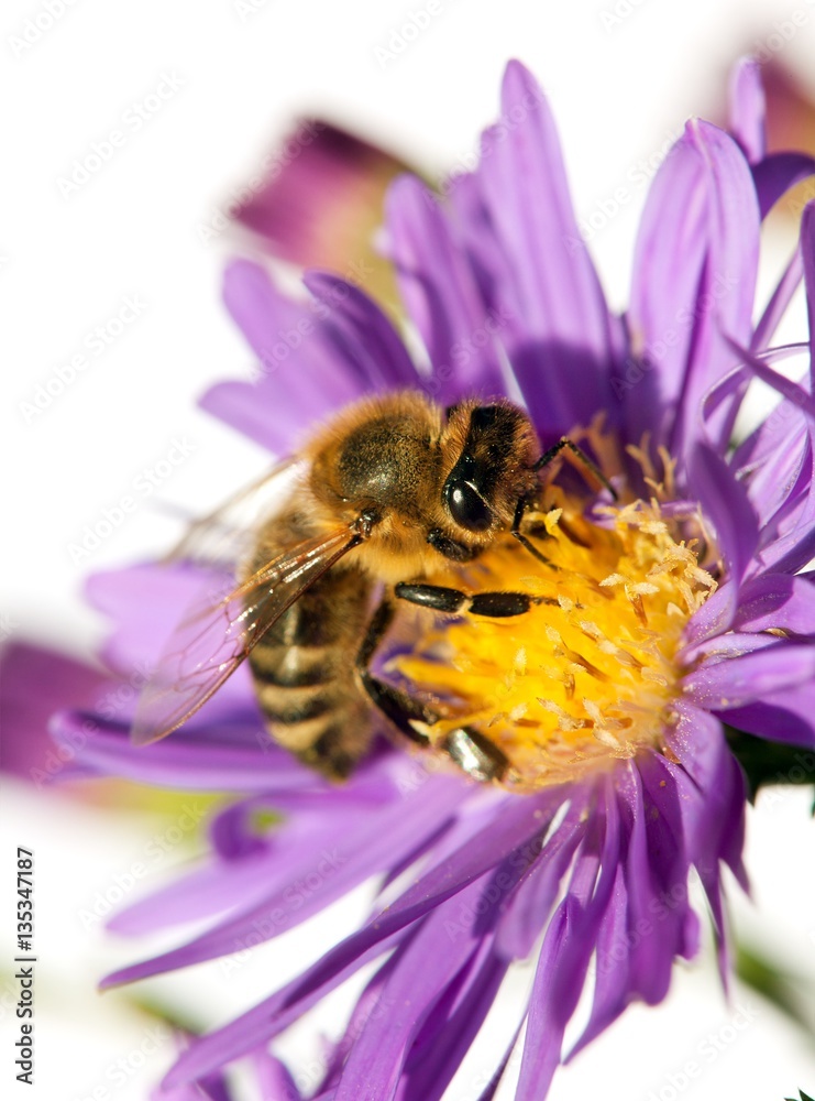 honey bee on violet flower isolated on white background honey bee on violet flower isolated on white background