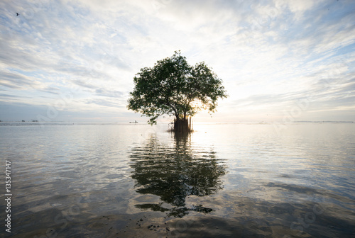 mangrove tree reflection thailand